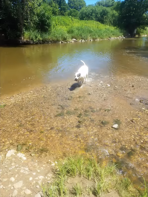Caledonia Community Green Dog Park